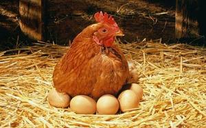 Hen-eggs_1370969c